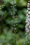 Black bugbane <BR>Black cohosh